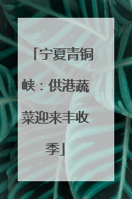 宁夏青铜峡：供港蔬菜迎来丰收季